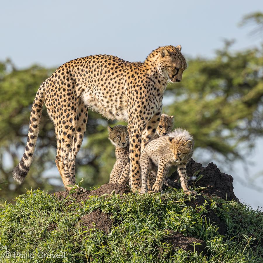 Cheetah Family by Philip Gravett