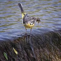 Grey Wagtail