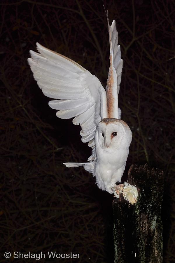 Wild Barn Owl by Shelagh Wooster