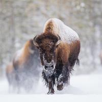 American Bison