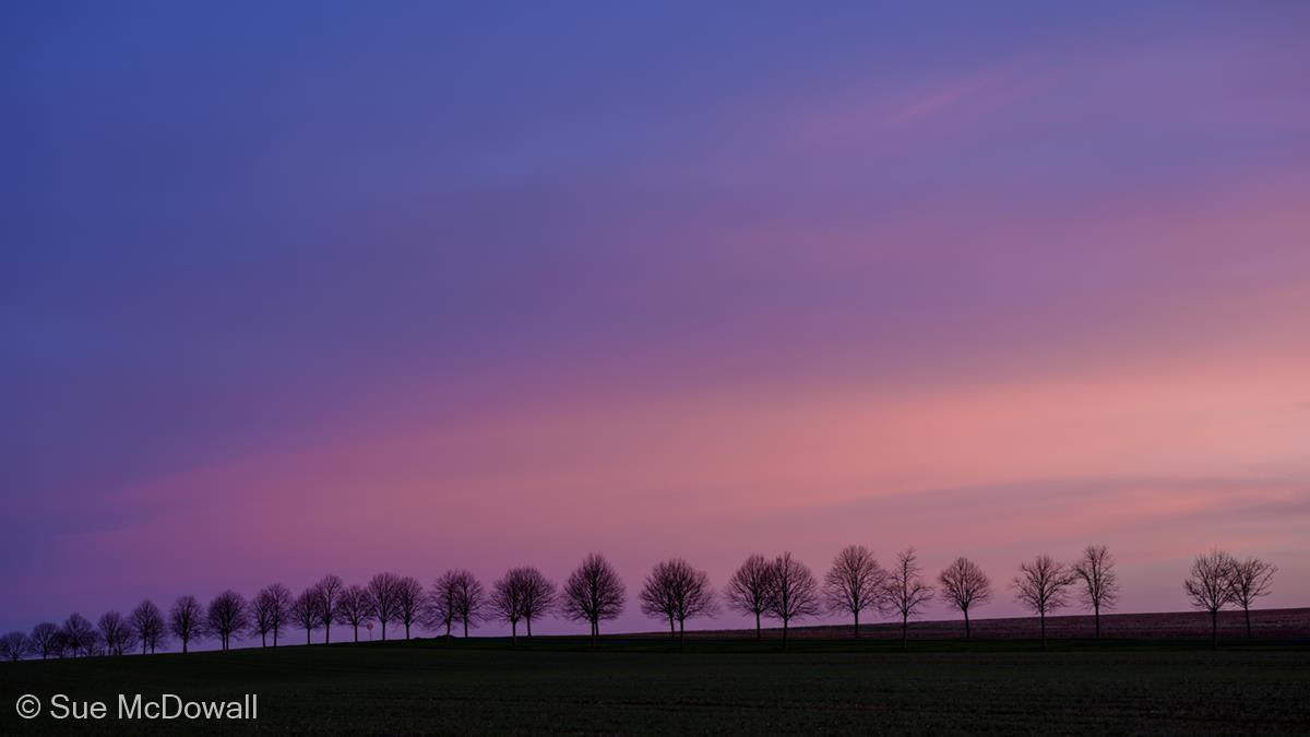 Tree Line at  Dawn by Sue McDowall