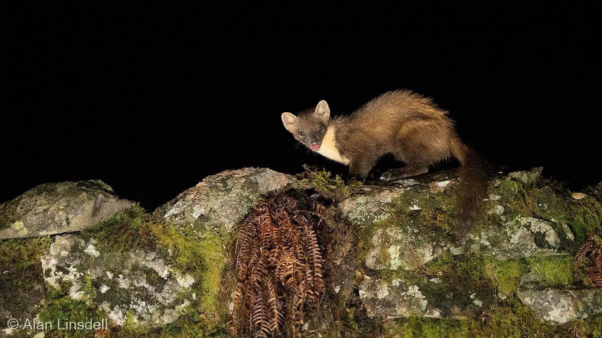 Pine Marten, Indigenous Wild Species, Scotland by Alan Linsdell