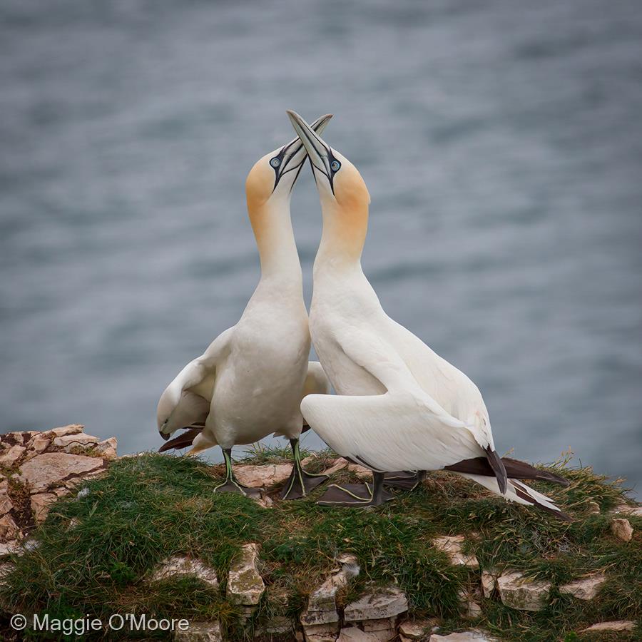 Gannet Courtship at Bempton Cliffs by Maggie O'Moore