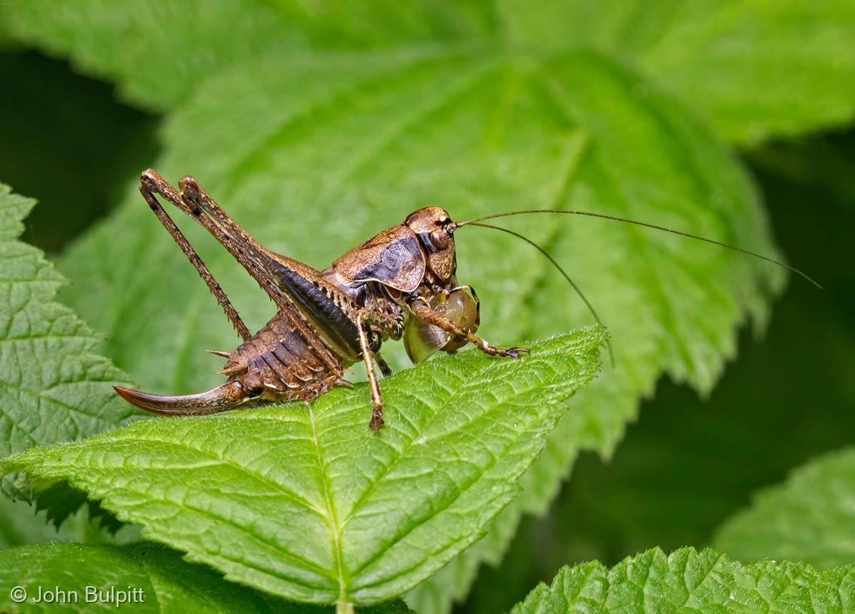 Dark Bush Cricket Eating Snail by John Bulpitt