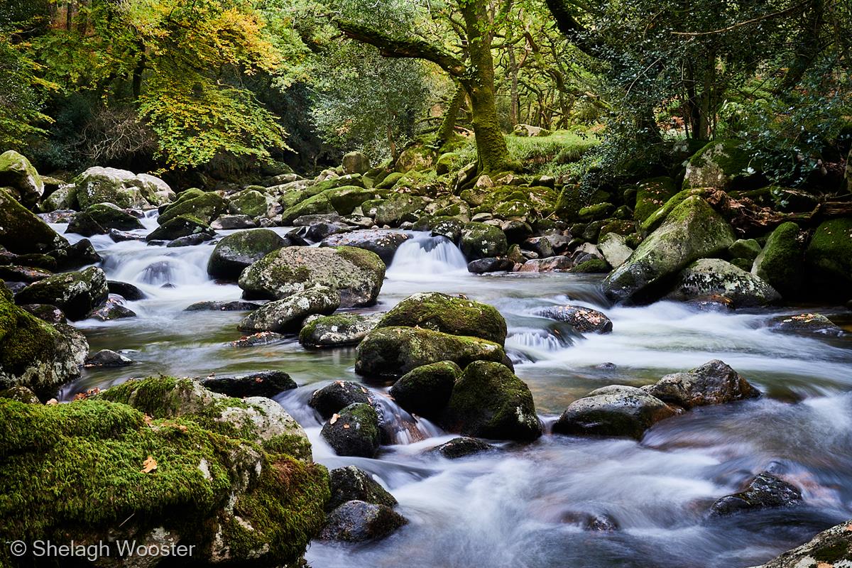 A Dartmoor Wood by Shelagh Wooster