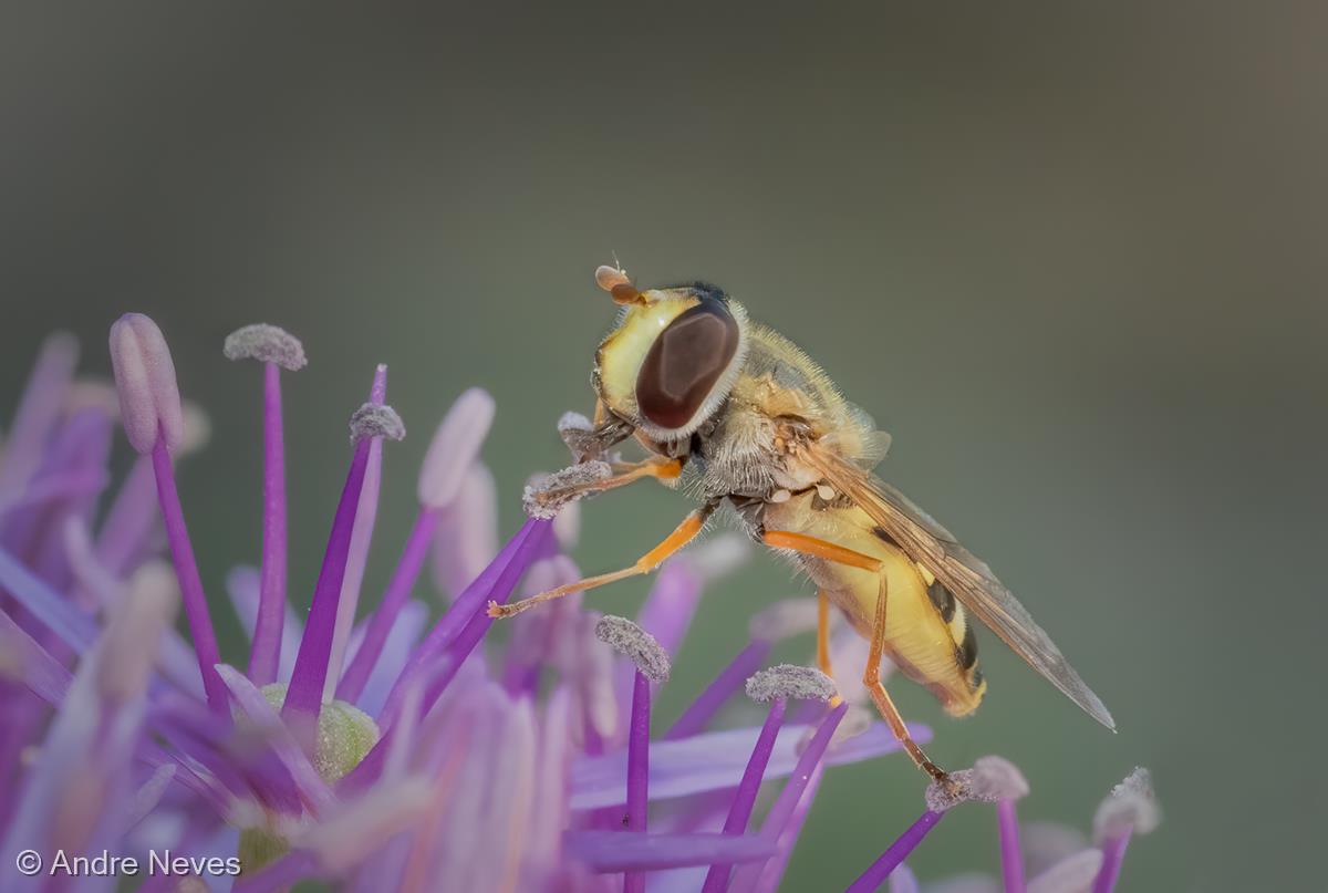 Female Migrant Hoverfly by Andre Neves
