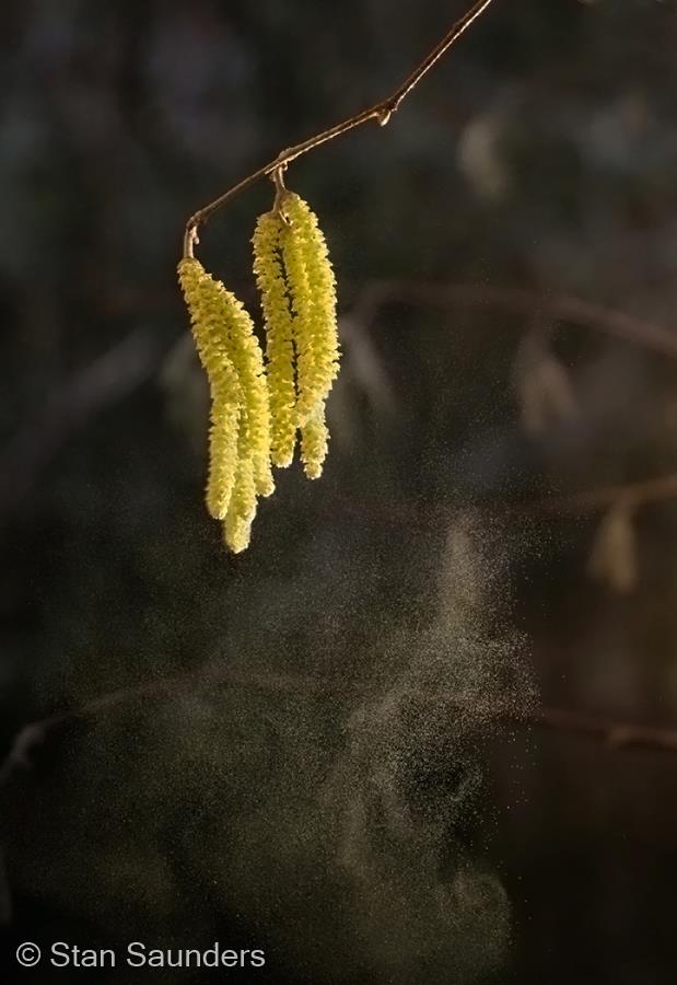 Hazel Catkins Dispersing Pollen by Stan Saunders