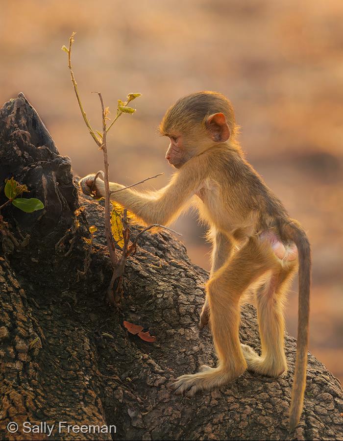 Infant Yellow Baboon by Sally Freeman