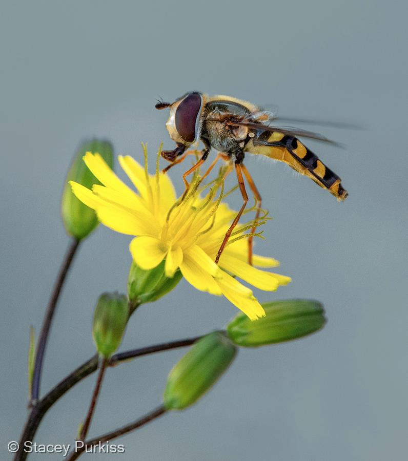 Eupeodes sp. by Stacey Purkiss