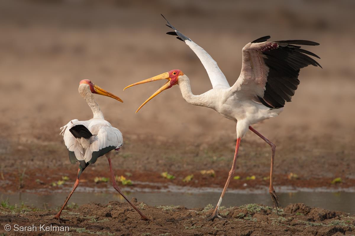 Territorial Yellow-billed Storks by Sarah Kelman