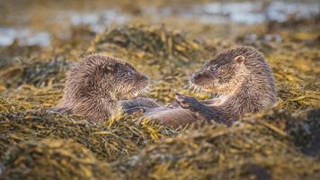 Otter Cubs Playing