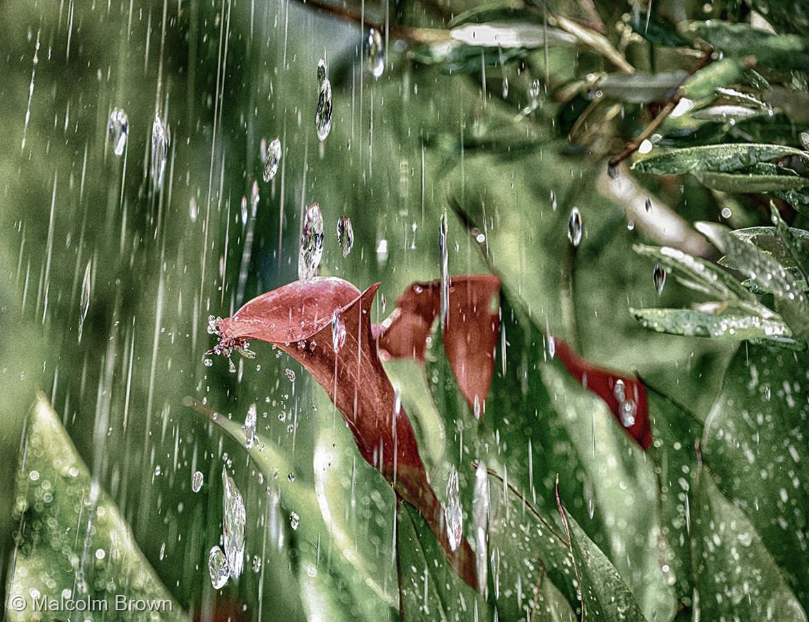 Watering the Garden by Malcolm Brown