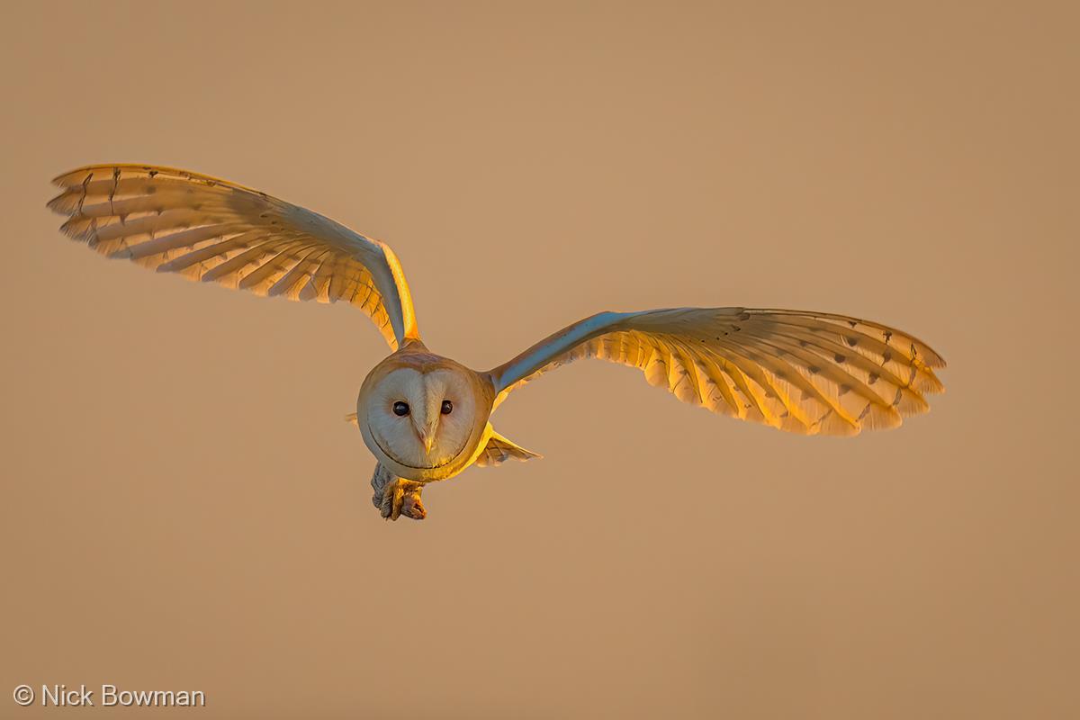 Barn Owl at Sunset by Nick Bowman