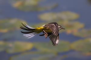 Grey Wagtail in Flight