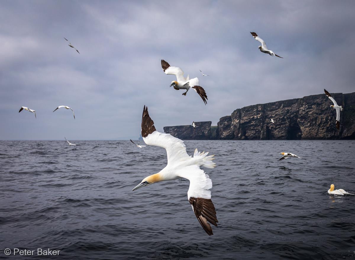 Preparing to Dive by Peter Baker