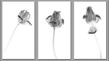 Simply Tulips