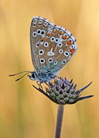 Adonis Blue on Scabious Bud