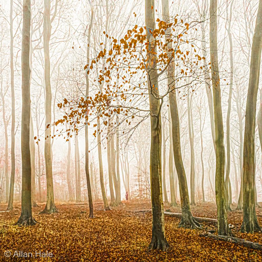 Marcescent Beeches by Allan Hale