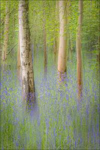 Spring in Waresley Wood