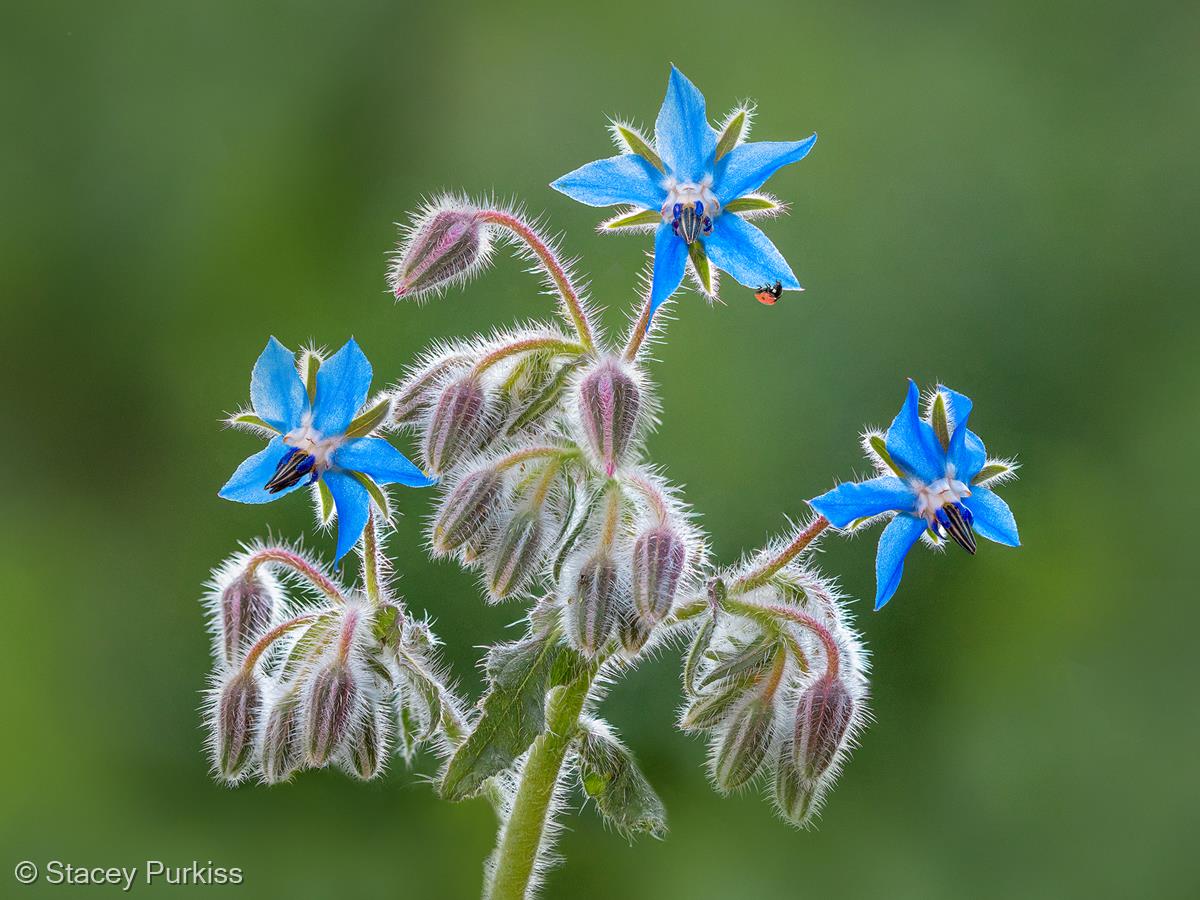 Borage by Stacey Purkiss