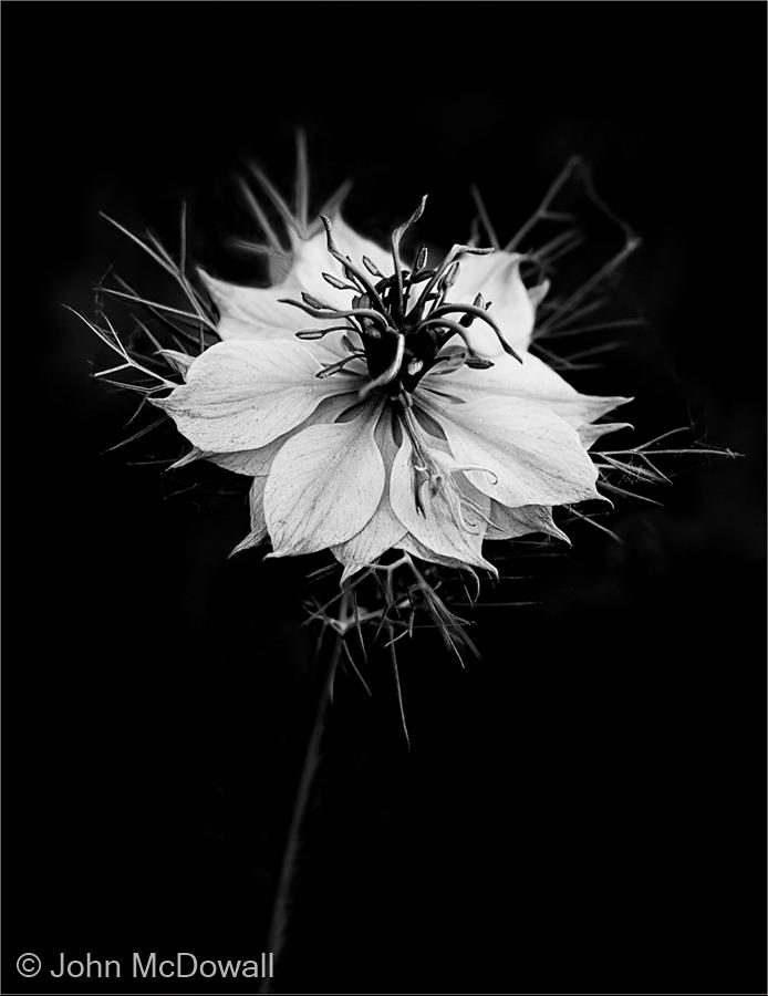 Love in a Mist by John McDowall