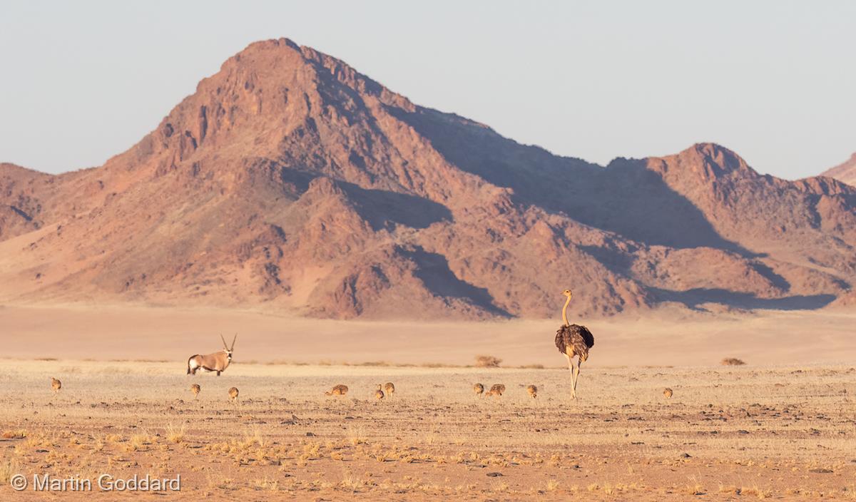 Ostriches and Oryx by Martin Goddard