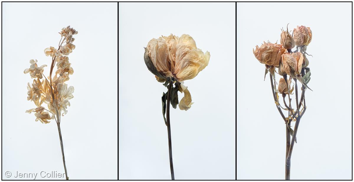 Floral Mementos by Jenny Collier