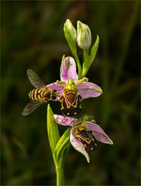 Bee Orchid with Hoverfly