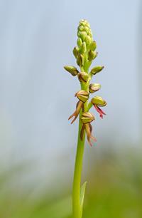 Man Orchid