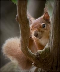 Squirrel on the Lookout