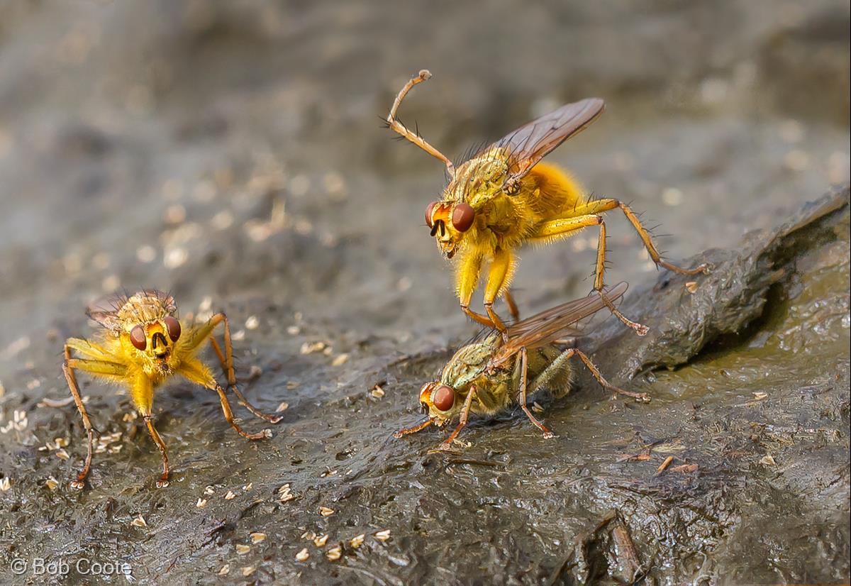 Dung Fly by Bob Coote