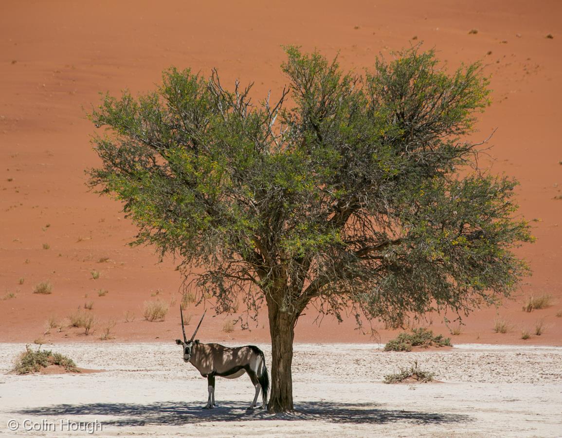 Dead Vlei Life by Colin Hough