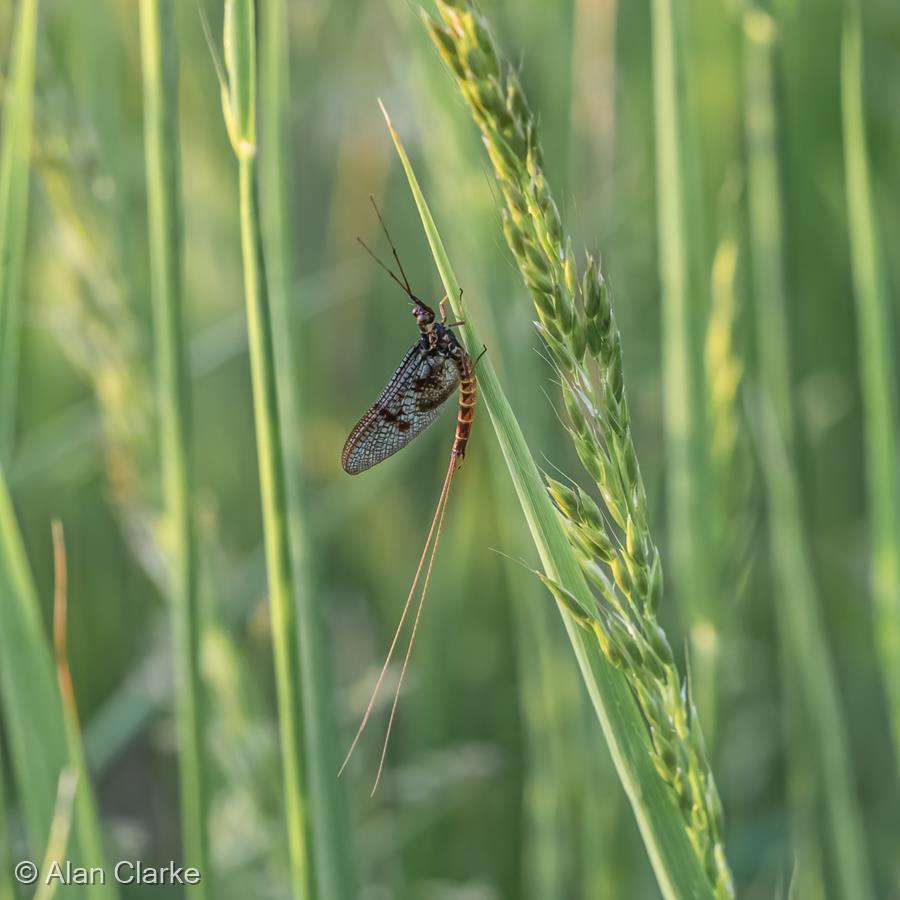 Common Mayfly (Ephemera danica) by Alan Clarke