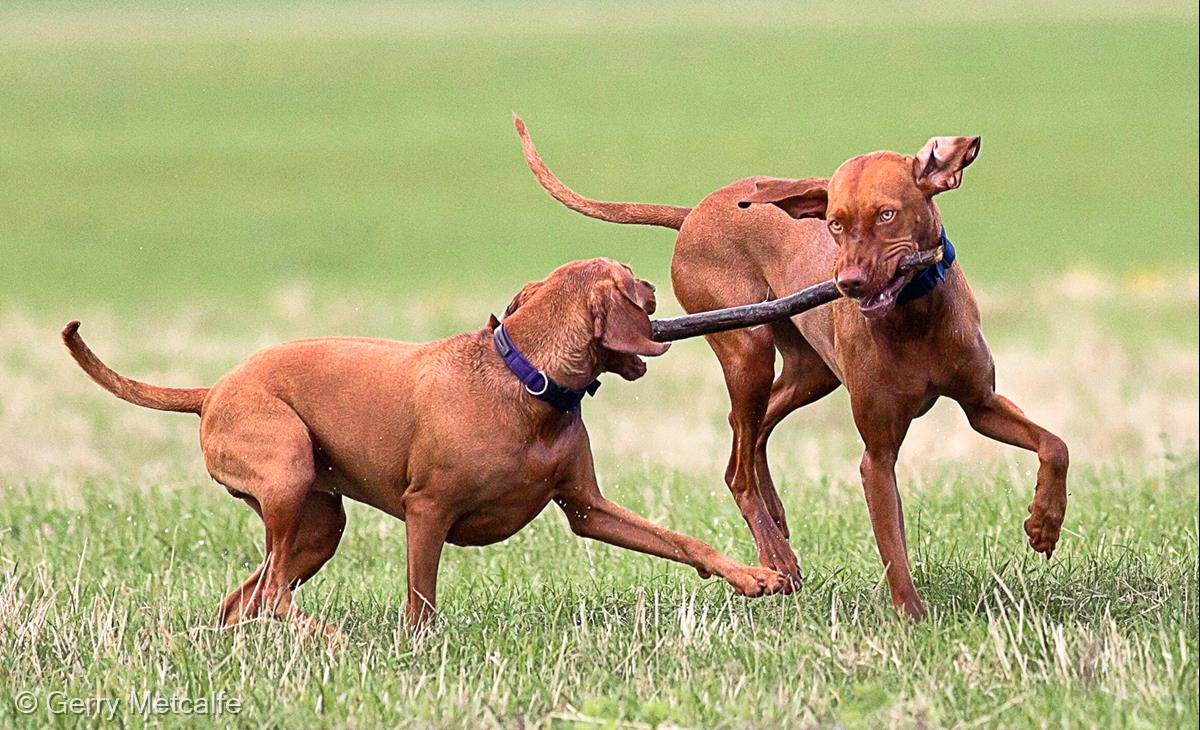 It's my Stick by Gerry Metcalfe