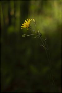 Hawkweed