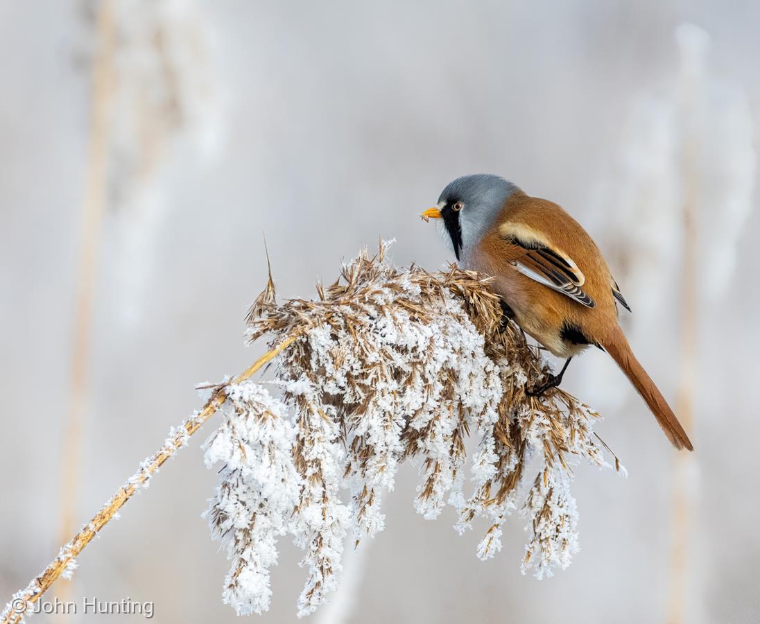 Bearded Tit Feeding by John Hunting