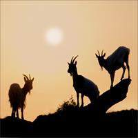 Evening on Goat Hill