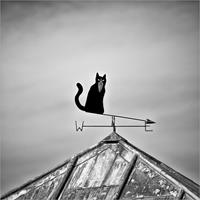 The Hot Tin Roof