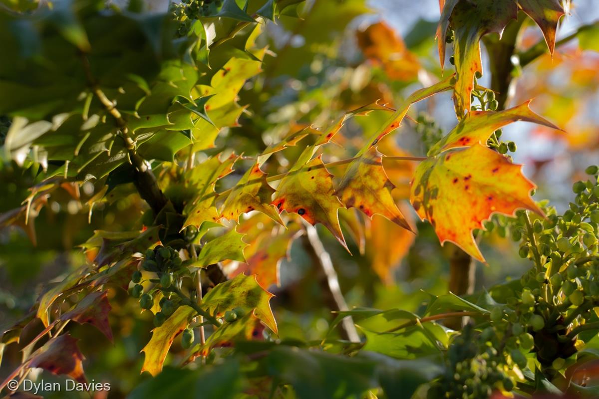 Colours of Nature by Dylan Davies