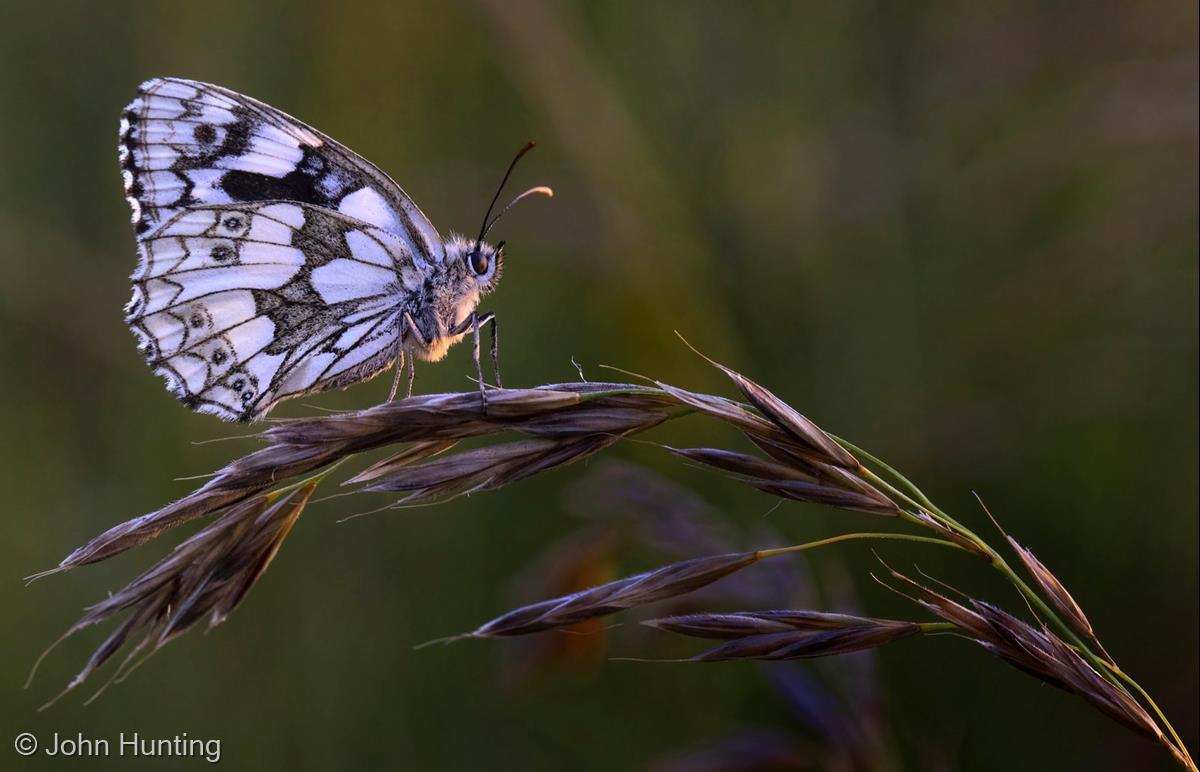 Last Rays of the Sun Catch a Marbled White Butterfly by John Hunting