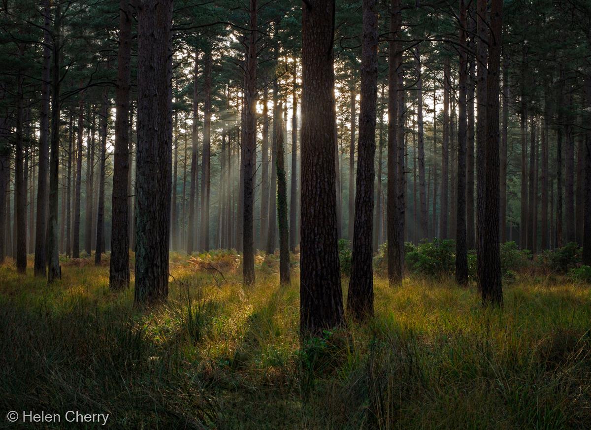 Pines by Helen Cherry