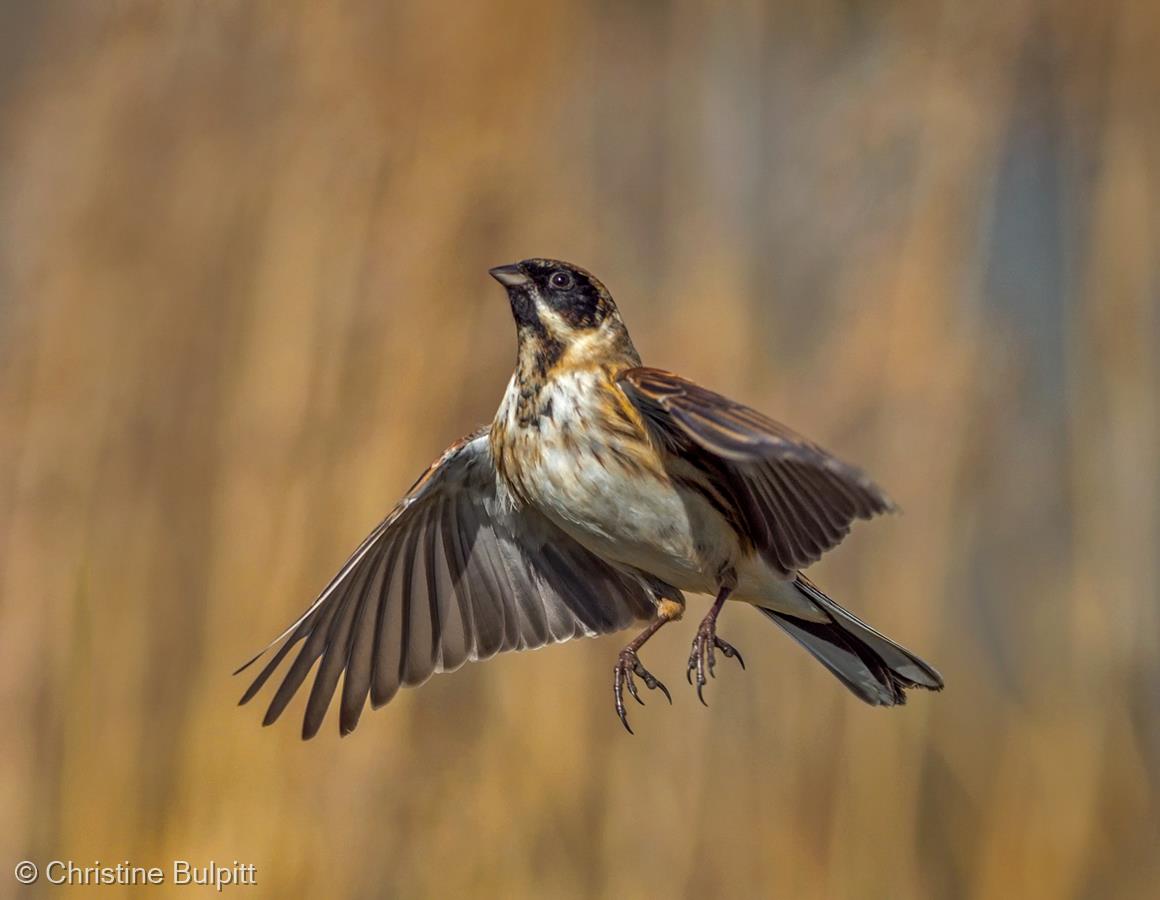 Male Reed Bunting in Flight by Christine Bulpitt