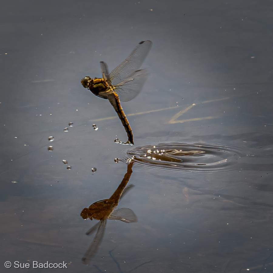Common Darter Laying by Sue Badcock