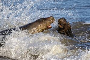 Grey Seal Cow Attacking Bull