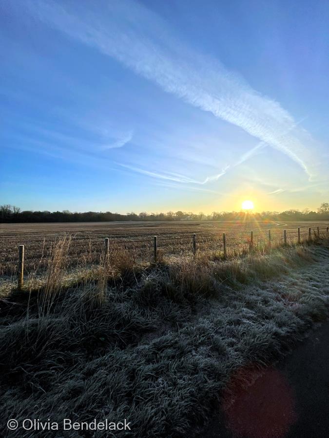 Frosty Morning by Olivia Bendelack