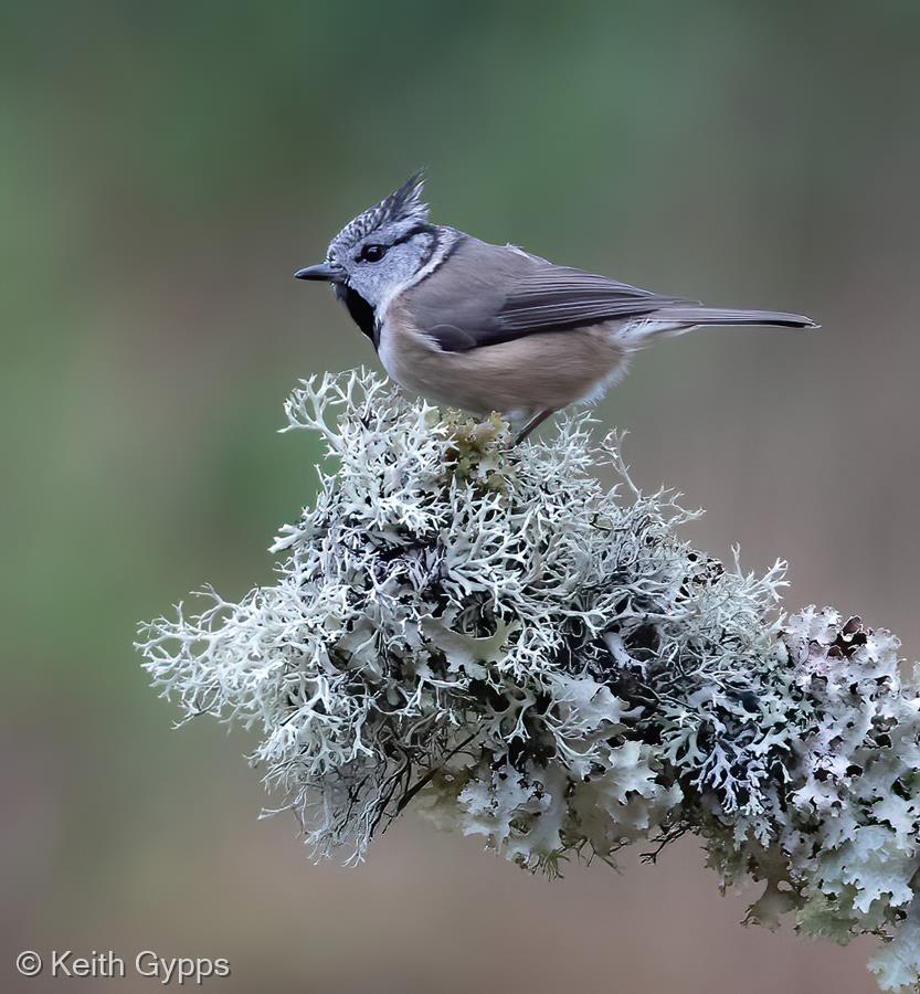 Crested Tit on Lichen Branch by Keith Gypps