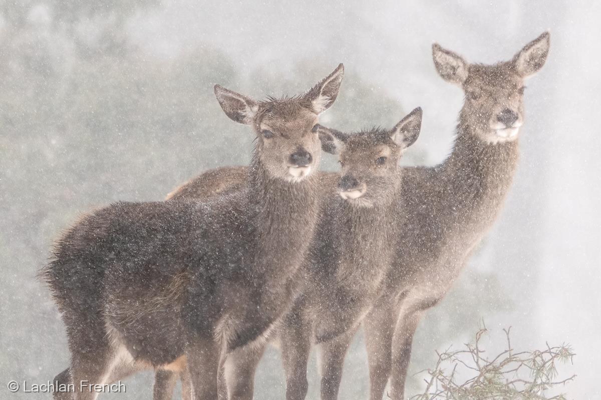 Red Deer Hinds by Lachlan French