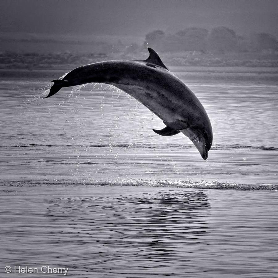 Early Morning Leap by Helen Cherry