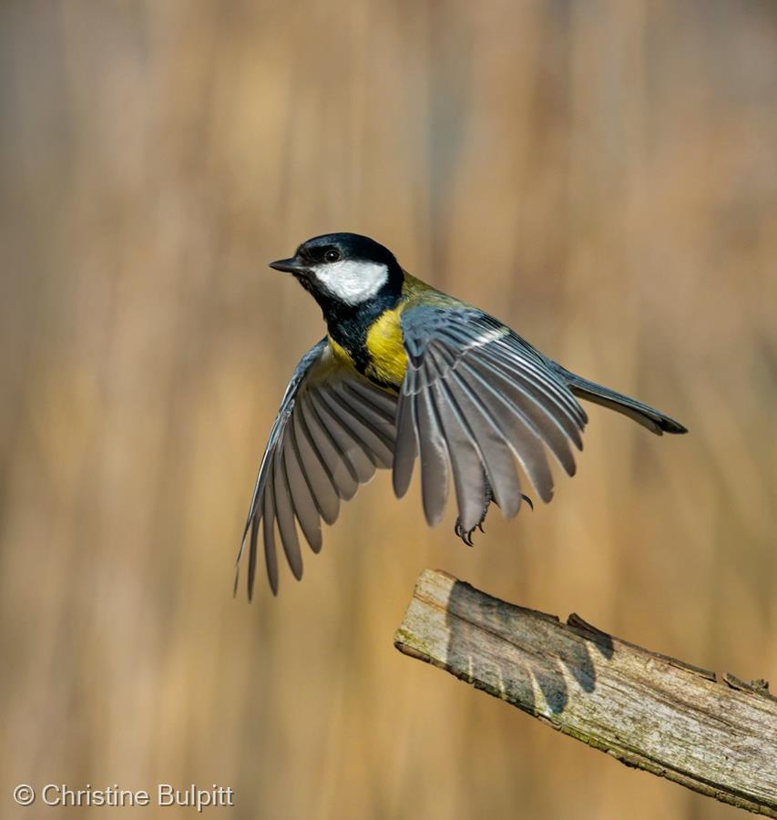 Great Tit in Flight by Christine Bulpitt