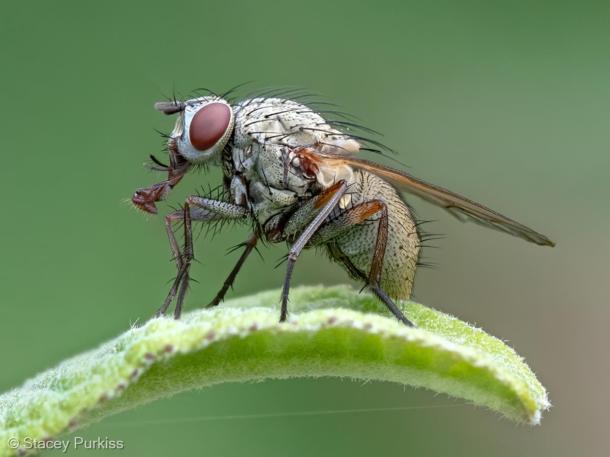 Bithia spreta Showing its Proboscis by Stacey Purkiss